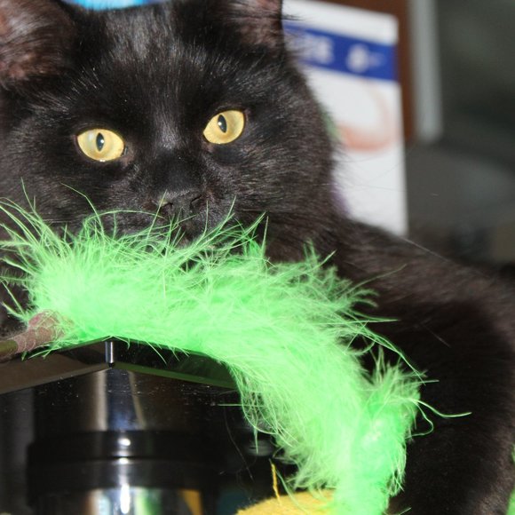 Meet your Posher, Amber - Picture 2 of 2